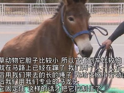 男人在线观看成人视频免费
